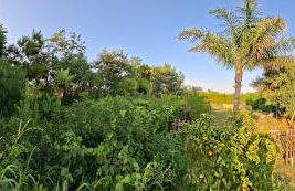 CortijoRamon - Foto 15