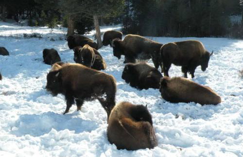 Chico Peak cabin nr Yellowstone,Chico Hot Springs - Foto 15