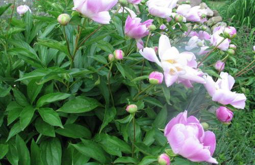 Haus Silke am See - Foto 8