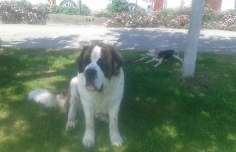 Axuri-alde - Foto 26