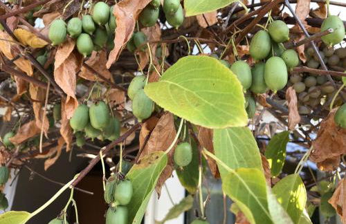 Bel Art Atelier mit großem Parkplatz - Foto 21