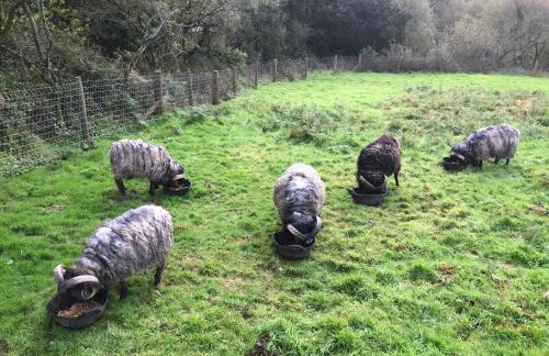 Higher Trewithen - Photo 52