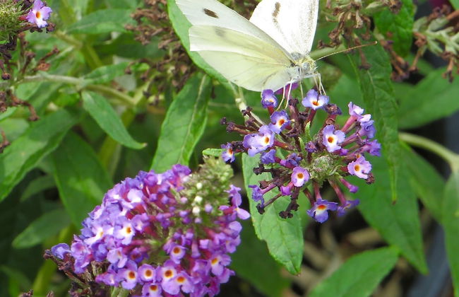 Roadhaven 1830 - Foto 64