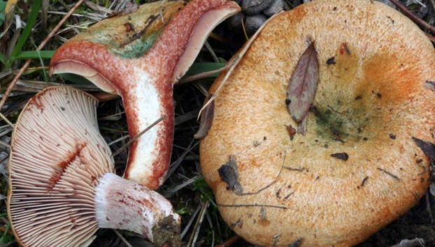 O reino dos fungos no seu melhor momento