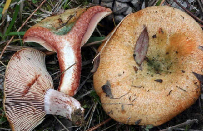 Colheita de cogumelos em Alajar - Foto 5