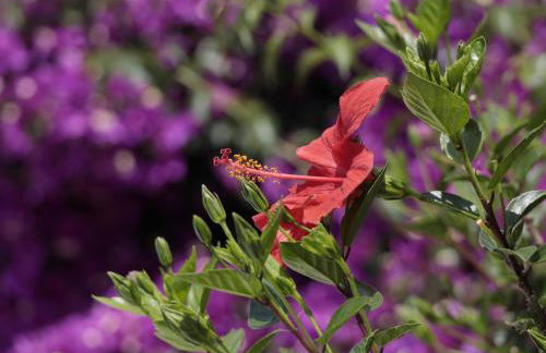 EnBonaMà: alquiler de casa de vacaciones con piscina privada y bonitas vistas - ES-366-12 - Foto 2