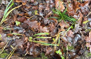 Apartament Magia Puszczy z widokiem na Puszcze Białowieska - Foto 39