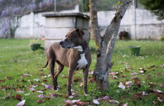 Casa Milladoiro - Foto 7