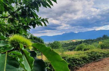 Alpeggio Pruno - Foto 35