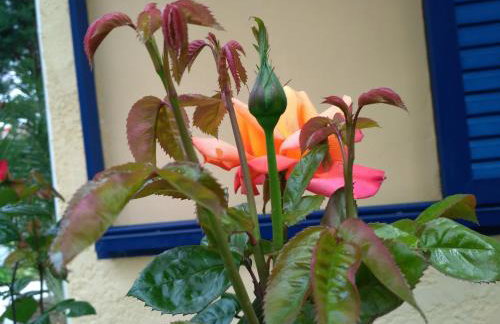 9 Musses Hotel Apartments - Foto 61