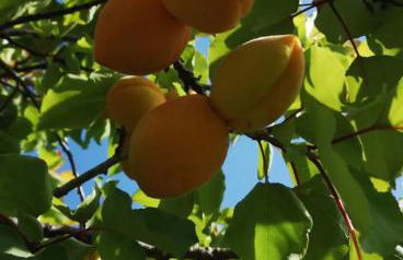 Casa degli Albicocchi - near Venice - whole house with garden and free Prkg - Foto 34