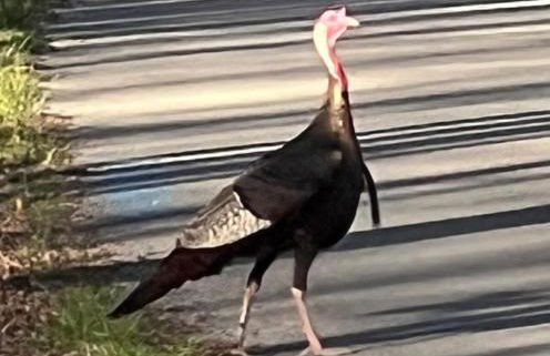 Turkey Creek Cabin Rentals #2 at Tims Ford lake - Foto 31