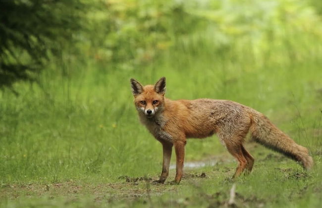 Impeccable 3-bed 17th Century Luxury Cottage - Foto 33