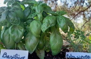 Masseria Ai Pioppi - Foto 59