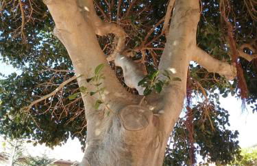 Villa Verde - Foto 76