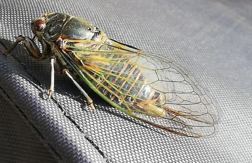 Comme un avant-goût du Nirvana - Photo 10