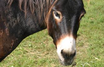 Samsara - Prawdziwa Agroturystyka - Photo 22