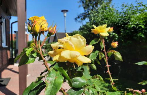 Ferienhaus Sasse Ferienwohnungen mit Garten & Grill - Foto 38