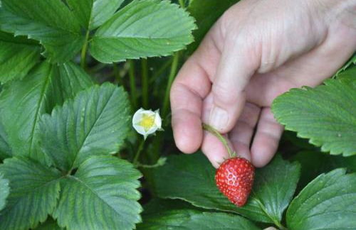 Sunny Garden - Foto 36