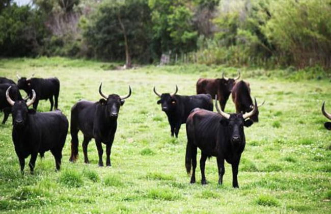 Beautiful Holiday Home with Hot Tub, Sauna & Monumental Fireplace - Photo 34