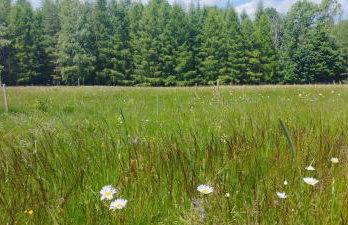 Górska Polana, Stronie Śląskie - Młynowiec - Foto 23