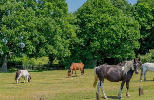 2 Bed in Fordingbridge oc-78573 - Photo 10