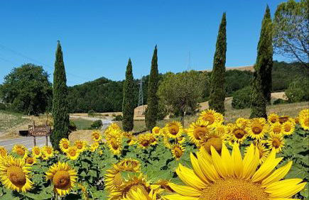 Agriturismo Il Catrino - Foto 28