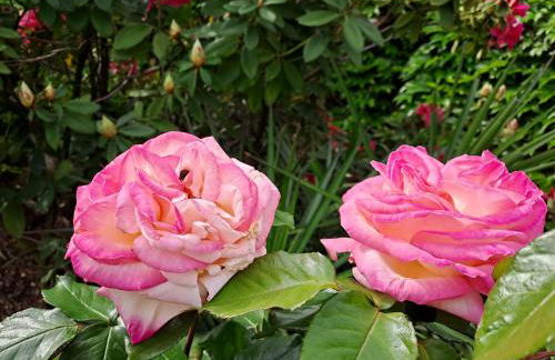 Gîte 1 "Mimosa" aux Magnolias - Foto 32