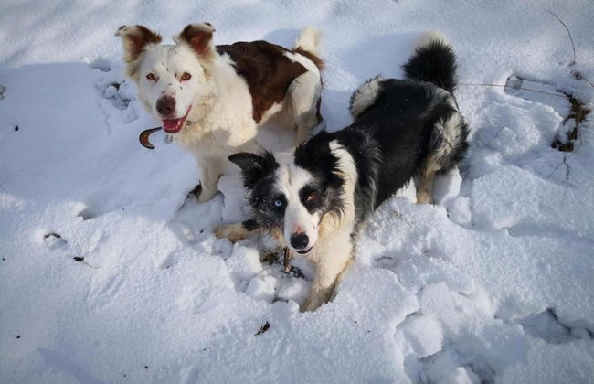 Chalet in Reinskopf With Fireplace and Balcony - Photo 15