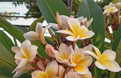 Olive Apartment Crete - Foto 2