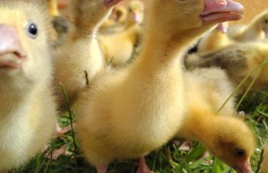 Siedlisko Jelonki - Foto 49