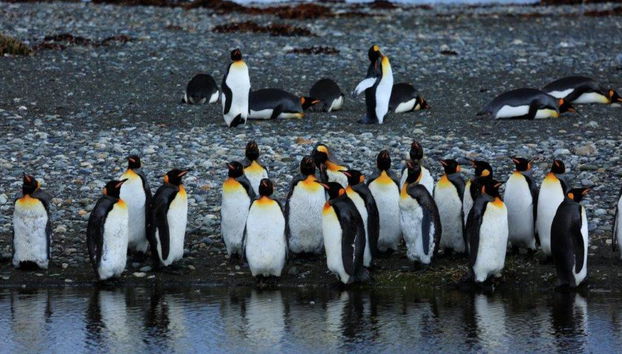 Ferry de ida y vuelta a la Isla de Tierra del Fuego - Excursión de día completo - Foto 5