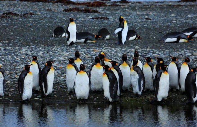 Traghetto andata e ritorno per l'isola di Tierra Del Fuego - Escursione di un'intera giornata - Foto 5