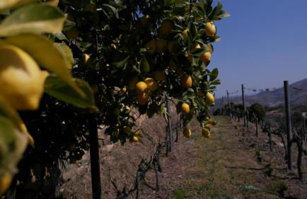 Casa da Quinta do Porto - Foto 17