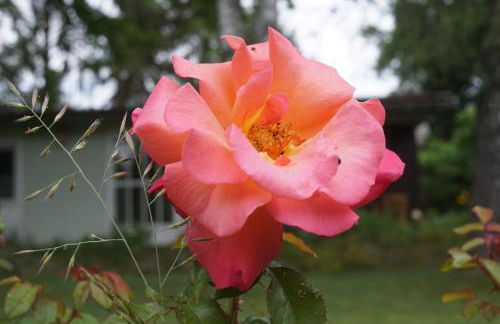 Flämingpanorama - Ländliches Gartenhaus mit Kamin und Naturpanorama - Photo 40