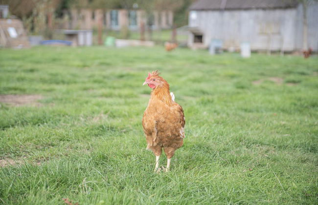 Dartmoor Reach Alpaca Farm - Foto 50
