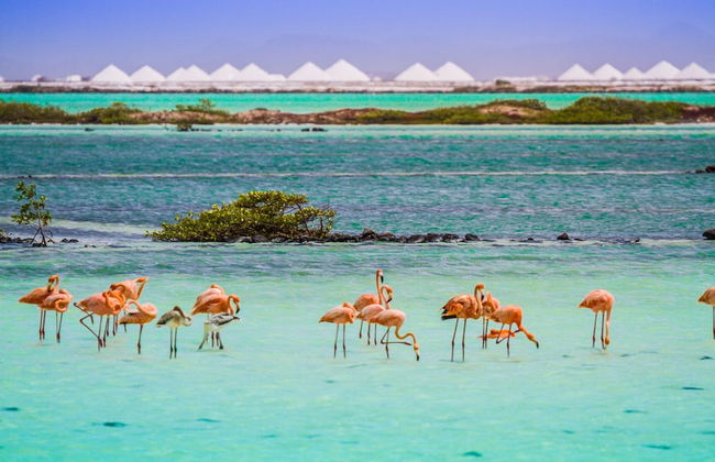 BnBBonaire - Foto 75