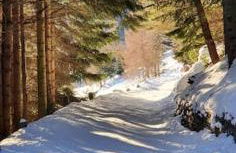 Residenza Sofia - Ponte di Legno fraz. Pezzo - Photo 13