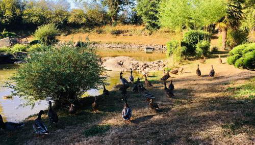 Le refuge des canards - Foto 2