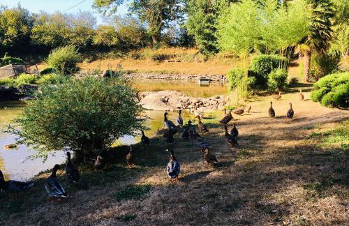 Le refuge des canards - Foto 2