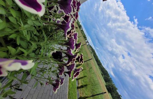 Czarna Perła - Foto 36