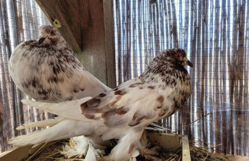 Agroturystyka Kaszuby Villagehome - Foto 42