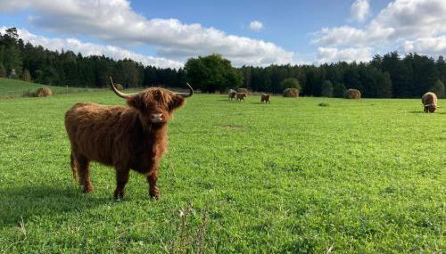 Leśny Zakątek - Mazury - Warmia - jezioro Dadaj - Foto 4