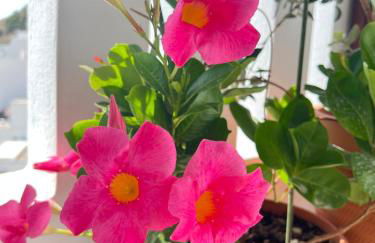 VERADA HOUSE - Foto 7