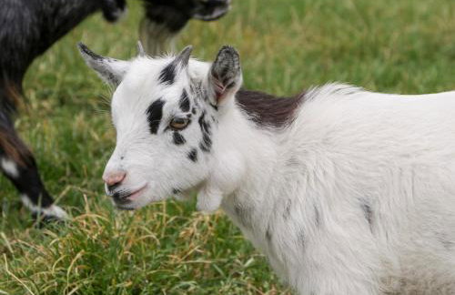 Caner Bach Lodge - Foto 34