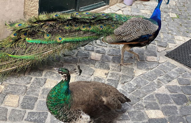 Luxury 5BR Apt Castle Views in HeartofLisbon - Foto 123