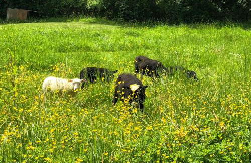 Littlemead - Newly renovated private studio near Glastonbury - Foto 23