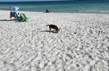 Quiet 2 bedroom condo on Gulf with pool and pond - Photo 6