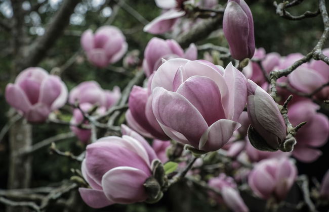 Casa do Pico da Pedra - Foto 13