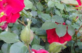 Visitar Bioucas II - Casa Tradicional Familiar - Foto 34